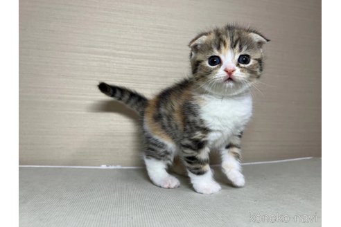 成約済の茨城県のスコティッシュフォールド(折れ耳)-110785の2枚目